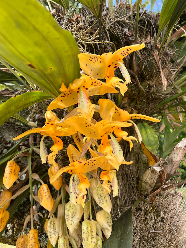 Stanhopea jenischiana, Reserva Forestal Bosque de Yotoco, Colombia From the botanical garden of Yotoco. Colombia,Colombia 2022,Geotagged,Reserva Forestal Bosque de Yotoco,South America,Stanhopea jenischiana,Summer,World