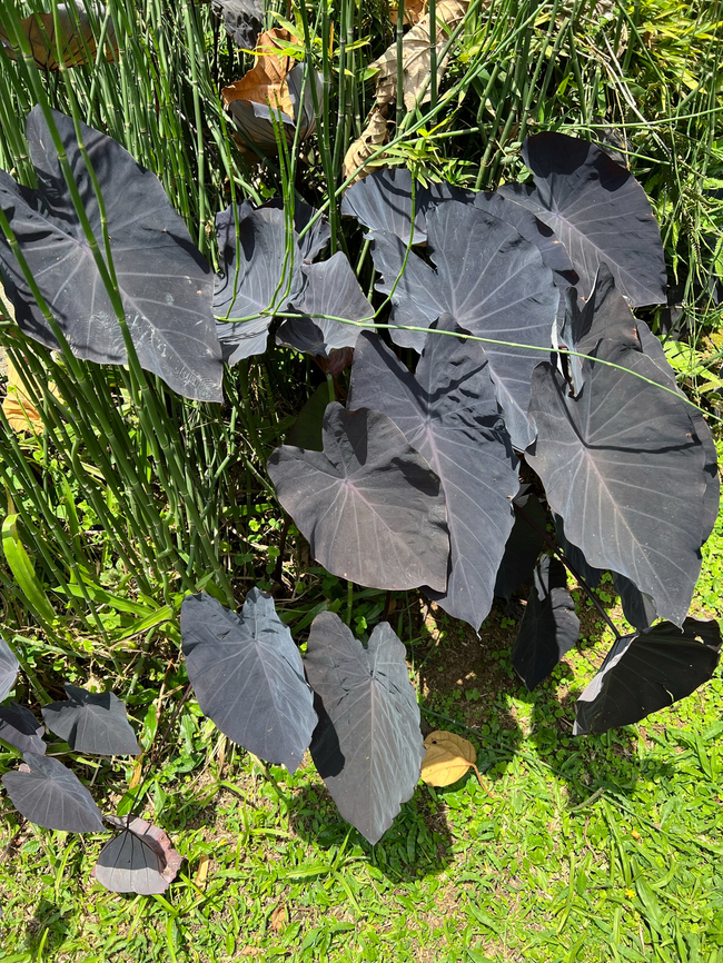 Eddoe, Reserva Forestal Bosque de Yotoco, Colombia Sometimes considered a species on its own (Colocasia antiquorum), others consider it a subspecies of Colocasia esculenta, and yet others consider it a variant.<br />
<figure class="photo"><a href="https://www.jungledragon.com/image/144963/colocasia_antiquorum_leaf_closeup_reserva_forestal_bosque_de_yotoco_colombia.html" title="Colocasia antiquorum leaf closeup, Reserva Forestal Bosque de Yotoco, Colombia"><img src="https://s3.amazonaws.com/media.jungledragon.com/images/2/144963_thumb.jpg?AWSAccessKeyId=05GMT0V3GWVNE7GGM1R2&Expires=1759968010&Signature=jPezQOEtN%2BjqIVq0umYMml425yI%3D" width="140" height="152" alt="Colocasia antiquorum leaf closeup, Reserva Forestal Bosque de Yotoco, Colombia https://www.jungledragon.com/image/144922/eddoe_reserva_forestal_bosque_de_yotoco_colombia.html Colocasia antiquorum,Colombia,Colombia 2022,Eddoe,Geotagged,Reserva Forestal Bosque de Yotoco,South America,Summer,World" /></a></figure> Colocasia antiquorum,Colombia,Colombia 2022,Eddoe,Geotagged,Reserva Forestal Bosque de Yotoco,South America,Summer,World