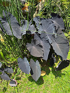 Eddoe, Reserva Forestal Bosque de Yotoco, Colombia Sometimes considered a species on its own (Colocasia antiquorum), others consider it a subspecies of Colocasia esculenta, and yet others consider it a variant.
https://www.jungledragon.com/image/144963/colocasia_antiquorum_leaf_closeup_reserva_forestal_bosque_de_yotoco_colombia.html Colocasia antiquorum,Colombia,Colombia 2022,Eddoe,Geotagged,Reserva Forestal Bosque de Yotoco,South America,Summer,World
