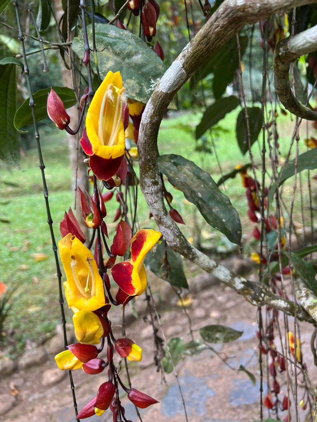 Thunbergia mysorensis, Reserva Forestal Bosque de Yotoco, Colombia Cultivated species (botanical garden). Colombia,Colombia 2022,Geotagged,Mysore Trumpetvine,Reserva Forestal Bosque de Yotoco,South America,Summer,Thunbergia mysorensis,World