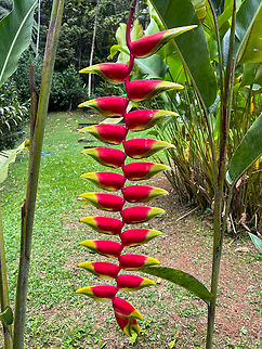 Heliconia rostrata, Reserva Forestal Bosque de Yotoco, Colombia Cultivated (botanical garden). Colombia,Colombia 2022,Geotagged,Heliconia rostrata,Lobster Claw,Reserva Forestal Bosque de Yotoco,South America,Summer,World