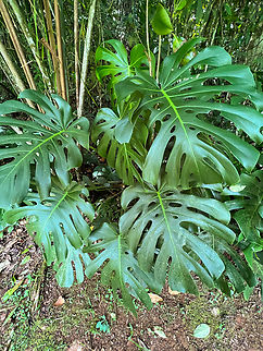 Monstera deliciosa, Reserva Forestal Bosque de Yotoco, Colombia Cultivated (botanical garden). Colombia,Colombia 2022,Geotagged,Monstera deliciosa,Reserva Forestal Bosque de Yotoco,South America,Summer,Swiss Cheese Plant,World