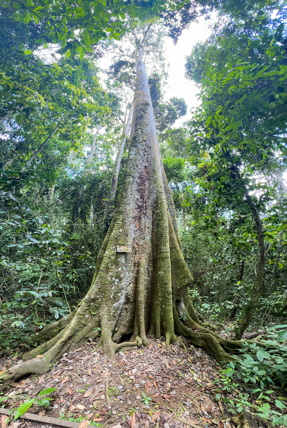 Poulsenia armata, Reserva Forestal Bosque de Yotoco, Colombia Identified by the sign attached to it. Colombia,Colombia 2022,Geotagged,Poulsenia,Poulsenia armata,Reserva Forestal Bosque de Yotoco,South America,Summer,World