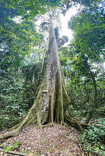 Poulsenia armata, Reserva Forestal Bosque de Yotoco, Colombia Identified by the sign attached to it. Colombia,Colombia 2022,Geotagged,Poulsenia,Poulsenia armata,Reserva Forestal Bosque de Yotoco,South America,Summer,World