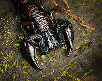 Scorpion - closeup, Reserva Forestal Bosque de Yotoco, Colombia Small but bulky.<br />
https://www.jungledragon.com/image/144928/scorpion_reserva_forestal_bosque_de_yotoco_colombia.html Colombia,Colombia 2022,Geotagged,Reserva Forestal Bosque de Yotoco,South America,Summer,World