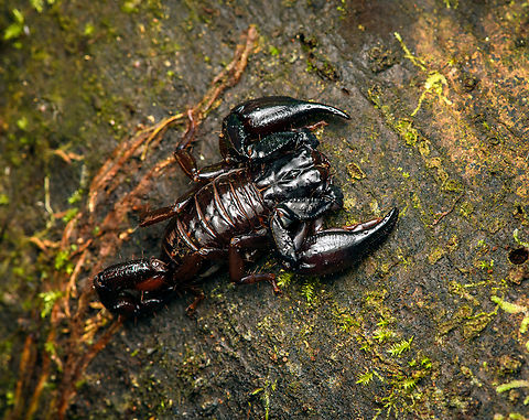 Scorpion, Reserva Forestal Bosque de Yotoco, Colombia Small but bulky.
https://www.jungledragon.com/image/144927/scorpion_-_closeup_reserva_forestal_bosque_de_yotoco_colombia.html Colombia,Colombia 2022,Geotagged,Reserva Forestal Bosque de Yotoco,South America,Summer,World