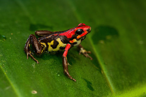Cauca poison frog, Reserva Forestal Bosque de Yotoco, Colombia Andinobates bombetes. Endemic to Colombia. 16-18mm in size.
https://www.jungledragon.com/image/144951/cauca_poison_frog_-_on_moss_reserva_forestal_bosque_de_yotoco_colombia.html
https://www.jungledragon.com/image/144952/cauca_poison_frog_-_posing_reserva_forestal_bosque_de_yotoco_colombia.html
https://www.jungledragon.com/image/144953/cauca_poison_frog_-_closeup_reserva_forestal_bosque_de_yotoco_colombia.html Andinobates bombetes,Cauca poison frog,Colombia,Colombia 2022,Geotagged,Reserva Forestal Bosque de Yotoco,South America,Summer,World