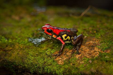 Cauca poison frog - on moss, Reserva Forestal Bosque de Yotoco, Colombia Andinobates bombetes. Endemic to Colombia. 16-18mm in size.
https://www.jungledragon.com/image/144948/cauca_poison_frog_reserva_forestal_bosque_de_yotoco_colombia.html
https://www.jungledragon.com/image/144952/cauca_poison_frog_-_posing_reserva_forestal_bosque_de_yotoco_colombia.html
https://www.jungledragon.com/image/144953/cauca_poison_frog_-_closeup_reserva_forestal_bosque_de_yotoco_colombia.html Andinobates bombetes,Cauca poison frog,Colombia,Colombia 2022,Geotagged,Reserva Forestal Bosque de Yotoco,South America,Summer,World