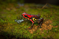 Cauca poison frog - on moss, Reserva Forestal Bosque de Yotoco, Colombia Andinobates bombetes. Endemic to Colombia. 16-18mm in size.<br />
https://www.jungledragon.com/image/144948/cauca_poison_frog_reserva_forestal_bosque_de_yotoco_colombia.html<br />
https://www.jungledragon.com/image/144952/cauca_poison_frog_-_posing_reserva_forestal_bosque_de_yotoco_colombia.html<br />
https://www.jungledragon.com/image/144953/cauca_poison_frog_-_closeup_reserva_forestal_bosque_de_yotoco_colombia.html Andinobates bombetes,Cauca poison frog,Colombia,Colombia 2022,Geotagged,Reserva Forestal Bosque de Yotoco,South America,Summer,World