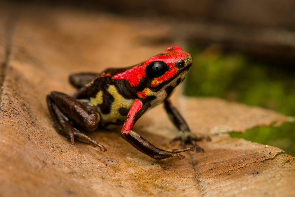 Cauca poison frog - posing, Reserva Forestal Bosque de Yotoco, Colombia Andinobates bombetes. Endemic to Colombia. 16-18mm in size.<br />
<figure class="photo"><a href="https://www.jungledragon.com/image/144948/cauca_poison_frog_reserva_forestal_bosque_de_yotoco_colombia.html" title="Cauca poison frog, Reserva Forestal Bosque de Yotoco, Colombia"><img src="https://s3.amazonaws.com/media.jungledragon.com/images/2/144948_thumb.jpg?AWSAccessKeyId=05GMT0V3GWVNE7GGM1R2&Expires=1759968010&Signature=5XN8QeReVK0U%2BUTY4wstOBv%2FRHc%3D" width="200" height="134" alt="Cauca poison frog, Reserva Forestal Bosque de Yotoco, Colombia Andinobates bombetes. Endemic to Colombia. 16-18mm in size.<br />
https://www.jungledragon.com/image/144951/cauca_poison_frog_-_on_moss_reserva_forestal_bosque_de_yotoco_colombia.html<br />
https://www.jungledragon.com/image/144952/cauca_poison_frog_-_posing_reserva_forestal_bosque_de_yotoco_colombia.html<br />
https://www.jungledragon.com/image/144953/cauca_poison_frog_-_closeup_reserva_forestal_bosque_de_yotoco_colombia.html Andinobates bombetes,Cauca poison frog,Colombia,Colombia 2022,Geotagged,Reserva Forestal Bosque de Yotoco,South America,Summer,World" /></a></figure><br />
<figure class="photo"><a href="https://www.jungledragon.com/image/144951/cauca_poison_frog_-_on_moss_reserva_forestal_bosque_de_yotoco_colombia.html" title="Cauca poison frog - on moss, Reserva Forestal Bosque de Yotoco, Colombia"><img src="https://s3.amazonaws.com/media.jungledragon.com/images/2/144951_thumb.jpg?AWSAccessKeyId=05GMT0V3GWVNE7GGM1R2&Expires=1759968010&Signature=0RxvO3Mol1tpXkPnVCNj5seFPy0%3D" width="200" height="134" alt="Cauca poison frog - on moss, Reserva Forestal Bosque de Yotoco, Colombia Andinobates bombetes. Endemic to Colombia. 16-18mm in size.<br />
https://www.jungledragon.com/image/144948/cauca_poison_frog_reserva_forestal_bosque_de_yotoco_colombia.html<br />
https://www.jungledragon.com/image/144952/cauca_poison_frog_-_posing_reserva_forestal_bosque_de_yotoco_colombia.html<br />
https://www.jungledragon.com/image/144953/cauca_poison_frog_-_closeup_reserva_forestal_bosque_de_yotoco_colombia.html Andinobates bombetes,Cauca poison frog,Colombia,Colombia 2022,Geotagged,Reserva Forestal Bosque de Yotoco,South America,Summer,World" /></a></figure><br />
<figure class="photo"><a href="https://www.jungledragon.com/image/144953/cauca_poison_frog_-_closeup_reserva_forestal_bosque_de_yotoco_colombia.html" title="Cauca poison frog - closeup, Reserva Forestal Bosque de Yotoco, Colombia"><img src="https://s3.amazonaws.com/media.jungledragon.com/images/2/144953_thumb.jpg?AWSAccessKeyId=05GMT0V3GWVNE7GGM1R2&Expires=1759968010&Signature=ObvsZMXntVMcpMF16TbrUxbrosI%3D" width="200" height="134" alt="Cauca poison frog - closeup, Reserva Forestal Bosque de Yotoco, Colombia Andinobates bombetes. Endemic to Colombia. 16-18mm in size.<br />
https://www.jungledragon.com/image/144948/cauca_poison_frog_reserva_forestal_bosque_de_yotoco_colombia.html<br />
https://www.jungledragon.com/image/144951/cauca_poison_frog_-_on_moss_reserva_forestal_bosque_de_yotoco_colombia.html<br />
https://www.jungledragon.com/image/144952/cauca_poison_frog_-_posing_reserva_forestal_bosque_de_yotoco_colombia.html Andinobates bombetes,Cauca poison frog,Colombia,Colombia 2022,Geotagged,Reserva Forestal Bosque de Yotoco,South America,Summer,World" /></a></figure> Andinobates bombetes,Cauca poison frog,Colombia,Colombia 2022,Geotagged,Reserva Forestal Bosque de Yotoco,South America,Summer,World