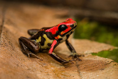Cauca poison frog - posing, Reserva Forestal Bosque de Yotoco, Colombia Andinobates bombetes. Endemic to Colombia. 16-18mm in size.
https://www.jungledragon.com/image/144948/cauca_poison_frog_reserva_forestal_bosque_de_yotoco_colombia.html
https://www.jungledragon.com/image/144951/cauca_poison_frog_-_on_moss_reserva_forestal_bosque_de_yotoco_colombia.html
https://www.jungledragon.com/image/144953/cauca_poison_frog_-_closeup_reserva_forestal_bosque_de_yotoco_colombia.html Andinobates bombetes,Cauca poison frog,Colombia,Colombia 2022,Geotagged,Reserva Forestal Bosque de Yotoco,South America,Summer,World