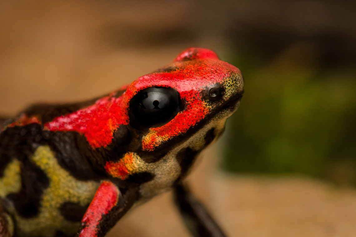 Cauca poison frog - closeup, Reserva Forestal Bosque de Yotoco, Colombia Andinobates bombetes. Endemic to Colombia. 16-18mm in size.<br />
<figure class="photo"><a href="https://www.jungledragon.com/image/144948/cauca_poison_frog_reserva_forestal_bosque_de_yotoco_colombia.html" title="Cauca poison frog, Reserva Forestal Bosque de Yotoco, Colombia"><img src="https://s3.amazonaws.com/media.jungledragon.com/images/2/144948_thumb.jpg?AWSAccessKeyId=05GMT0V3GWVNE7GGM1R2&Expires=1759968010&Signature=5XN8QeReVK0U%2BUTY4wstOBv%2FRHc%3D" width="200" height="134" alt="Cauca poison frog, Reserva Forestal Bosque de Yotoco, Colombia Andinobates bombetes. Endemic to Colombia. 16-18mm in size.<br />
https://www.jungledragon.com/image/144951/cauca_poison_frog_-_on_moss_reserva_forestal_bosque_de_yotoco_colombia.html<br />
https://www.jungledragon.com/image/144952/cauca_poison_frog_-_posing_reserva_forestal_bosque_de_yotoco_colombia.html<br />
https://www.jungledragon.com/image/144953/cauca_poison_frog_-_closeup_reserva_forestal_bosque_de_yotoco_colombia.html Andinobates bombetes,Cauca poison frog,Colombia,Colombia 2022,Geotagged,Reserva Forestal Bosque de Yotoco,South America,Summer,World" /></a></figure><br />
<figure class="photo"><a href="https://www.jungledragon.com/image/144951/cauca_poison_frog_-_on_moss_reserva_forestal_bosque_de_yotoco_colombia.html" title="Cauca poison frog - on moss, Reserva Forestal Bosque de Yotoco, Colombia"><img src="https://s3.amazonaws.com/media.jungledragon.com/images/2/144951_thumb.jpg?AWSAccessKeyId=05GMT0V3GWVNE7GGM1R2&Expires=1759968010&Signature=0RxvO3Mol1tpXkPnVCNj5seFPy0%3D" width="200" height="134" alt="Cauca poison frog - on moss, Reserva Forestal Bosque de Yotoco, Colombia Andinobates bombetes. Endemic to Colombia. 16-18mm in size.<br />
https://www.jungledragon.com/image/144948/cauca_poison_frog_reserva_forestal_bosque_de_yotoco_colombia.html<br />
https://www.jungledragon.com/image/144952/cauca_poison_frog_-_posing_reserva_forestal_bosque_de_yotoco_colombia.html<br />
https://www.jungledragon.com/image/144953/cauca_poison_frog_-_closeup_reserva_forestal_bosque_de_yotoco_colombia.html Andinobates bombetes,Cauca poison frog,Colombia,Colombia 2022,Geotagged,Reserva Forestal Bosque de Yotoco,South America,Summer,World" /></a></figure><br />
<figure class="photo"><a href="https://www.jungledragon.com/image/144952/cauca_poison_frog_-_posing_reserva_forestal_bosque_de_yotoco_colombia.html" title="Cauca poison frog - posing, Reserva Forestal Bosque de Yotoco, Colombia"><img src="https://s3.amazonaws.com/media.jungledragon.com/images/2/144952_thumb.jpg?AWSAccessKeyId=05GMT0V3GWVNE7GGM1R2&Expires=1759968010&Signature=KlL3oPU%2FNZ8IP73fWhcOHbcSGMY%3D" width="200" height="134" alt="Cauca poison frog - posing, Reserva Forestal Bosque de Yotoco, Colombia Andinobates bombetes. Endemic to Colombia. 16-18mm in size.<br />
https://www.jungledragon.com/image/144948/cauca_poison_frog_reserva_forestal_bosque_de_yotoco_colombia.html<br />
https://www.jungledragon.com/image/144951/cauca_poison_frog_-_on_moss_reserva_forestal_bosque_de_yotoco_colombia.html<br />
https://www.jungledragon.com/image/144953/cauca_poison_frog_-_closeup_reserva_forestal_bosque_de_yotoco_colombia.html Andinobates bombetes,Cauca poison frog,Colombia,Colombia 2022,Geotagged,Reserva Forestal Bosque de Yotoco,South America,Summer,World" /></a></figure> Andinobates bombetes,Cauca poison frog,Colombia,Colombia 2022,Geotagged,Reserva Forestal Bosque de Yotoco,South America,Summer,World