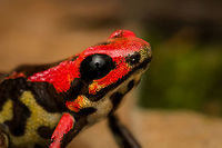 Cauca poison frog - closeup, Reserva Forestal Bosque de Yotoco, Colombia Andinobates bombetes. Endemic to Colombia. 16-18mm in size.<br />
https://www.jungledragon.com/image/144948/cauca_poison_frog_reserva_forestal_bosque_de_yotoco_colombia.html<br />
https://www.jungledragon.com/image/144951/cauca_poison_frog_-_on_moss_reserva_forestal_bosque_de_yotoco_colombia.html<br />
https://www.jungledragon.com/image/144952/cauca_poison_frog_-_posing_reserva_forestal_bosque_de_yotoco_colombia.html Andinobates bombetes,Cauca poison frog,Colombia,Colombia 2022,Geotagged,Reserva Forestal Bosque de Yotoco,South America,Summer,World