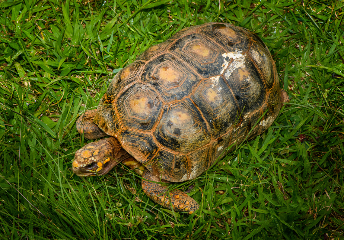 Red-footed tortoise, Reserva Forestal Bosque de Yotoco, Colombia Hanging out at the botanical garden of Reserva Forestal Bosque de Yotoco.<br />
<figure class="photo"><a href="https://www.jungledragon.com/image/144955/red-footed_tortoise_-_head_reserva_forestal_bosque_de_yotoco_colombia.html" title="Red-footed tortoise - head, Reserva Forestal Bosque de Yotoco, Colombia"><img src="https://s3.amazonaws.com/media.jungledragon.com/images/2/144955_thumb.jpg?AWSAccessKeyId=05GMT0V3GWVNE7GGM1R2&Expires=1759968010&Signature=AcIQdhF4XDAMJcD7LQ%2B0OLmFexI%3D" width="200" height="134" alt="Red-footed tortoise - head, Reserva Forestal Bosque de Yotoco, Colombia Hanging out at the botanical garden of Reserva Forestal Bosque de Yotoco.<br />
https://www.jungledragon.com/image/144954/red-footed_tortoise_reserva_forestal_bosque_de_yotoco_colombia.html Chelonoidis carbonarius,Colombia,Colombia 2022,Geotagged,Red-footed tortoise,Reserva Forestal Bosque de Yotoco,South America,Summer,World" /></a></figure> Chelonoidis carbonarius,Colombia,Colombia 2022,Geotagged,Red-footed tortoise,Reserva Forestal Bosque de Yotoco,South America,Summer,World