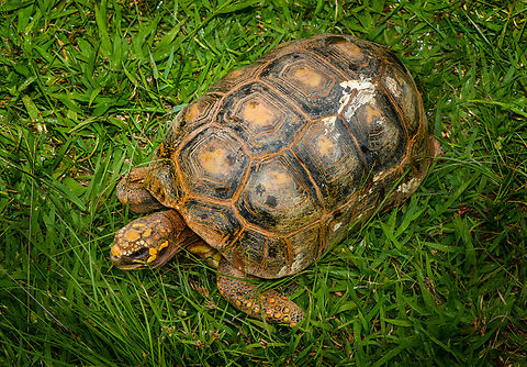 Red-footed tortoise, Reserva Forestal Bosque de Yotoco, Colombia Hanging out at the botanical garden of Reserva Forestal Bosque de Yotoco.
https://www.jungledragon.com/image/144955/red-footed_tortoise_-_head_reserva_forestal_bosque_de_yotoco_colombia.html Chelonoidis carbonarius,Colombia,Colombia 2022,Geotagged,Red-footed tortoise,Reserva Forestal Bosque de Yotoco,South America,Summer,World