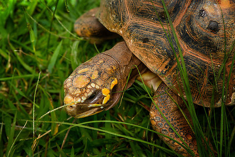 Red-footed tortoise - head, Reserva Forestal Bosque de Yotoco, Colombia Hanging out at the botanical garden of Reserva Forestal Bosque de Yotoco.
https://www.jungledragon.com/image/144954/red-footed_tortoise_reserva_forestal_bosque_de_yotoco_colombia.html Chelonoidis carbonarius,Colombia,Colombia 2022,Geotagged,Red-footed tortoise,Reserva Forestal Bosque de Yotoco,South America,Summer,World