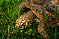 Red-footed tortoise - head, Reserva Forestal Bosque de Yotoco, Colombia Hanging out at the botanical garden of Reserva Forestal Bosque de Yotoco.<br />
https://www.jungledragon.com/image/144954/red-footed_tortoise_reserva_forestal_bosque_de_yotoco_colombia.html Chelonoidis carbonarius,Colombia,Colombia 2022,Geotagged,Red-footed tortoise,Reserva Forestal Bosque de Yotoco,South America,Summer,World