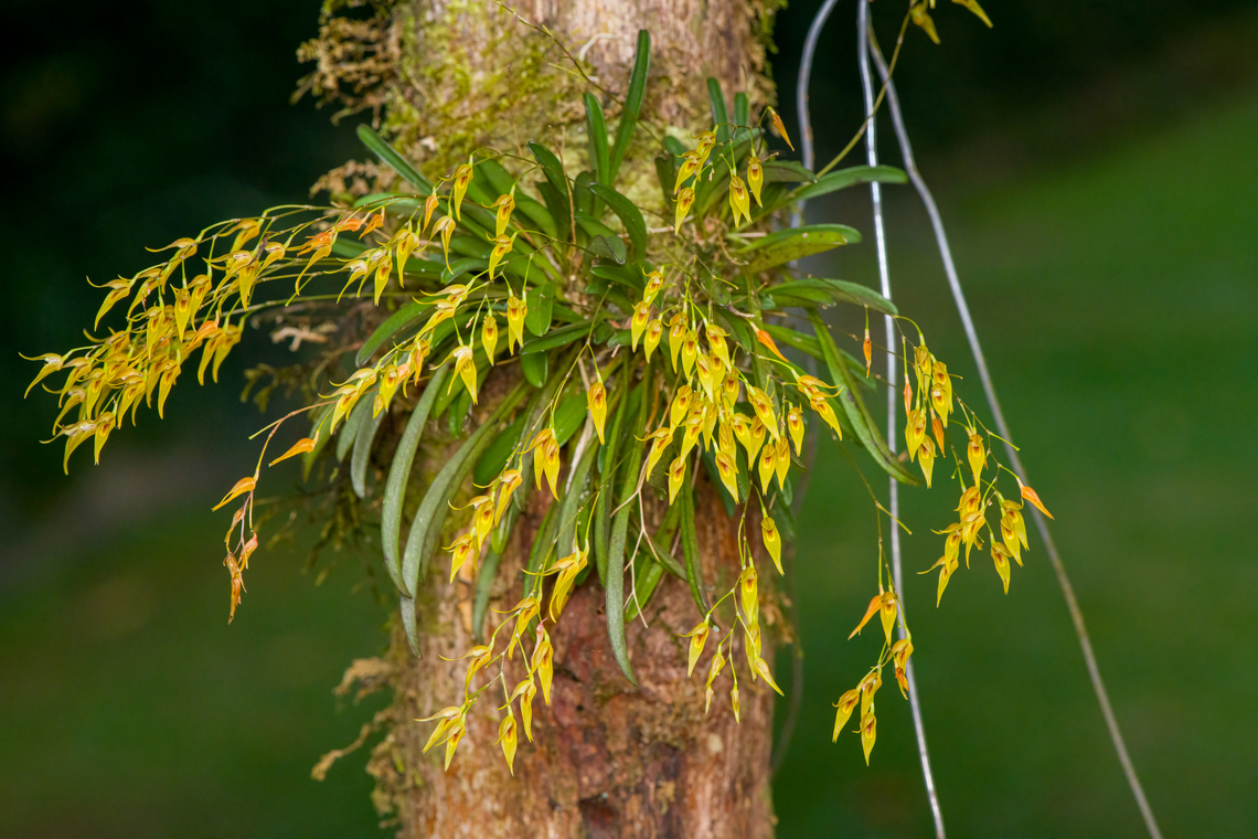 Specklinia picta, Reserva Forestal Bosque de Yotoco, Colombia <figure class="photo"><a href="https://www.jungledragon.com/image/144960/specklinia_picta_-_flowers_reserva_forestal_bosque_de_yotoco_colombia.html" title="Specklinia picta - flowers, Reserva Forestal Bosque de Yotoco, Colombia"><img src="https://s3.amazonaws.com/media.jungledragon.com/images/2/144960_thumb.jpg?AWSAccessKeyId=05GMT0V3GWVNE7GGM1R2&Expires=1759968010&Signature=MkM%2FxSFtgXYjHM5yORAy%2BT7wFHQ%3D" width="200" height="160" alt="Specklinia picta - flowers, Reserva Forestal Bosque de Yotoco, Colombia https://www.jungledragon.com/image/144959/barbosella_dolichorhiza_reserva_forestal_bosque_de_yotoco_colombia.html Colombia,Colombia 2022,Geotagged,Reserva Forestal Bosque de Yotoco,South America,Specklinia picta,Summer,World" /></a></figure> Colombia,Colombia 2022,Geotagged,Reserva Forestal Bosque de Yotoco,South America,Specklinia picta,Summer,World