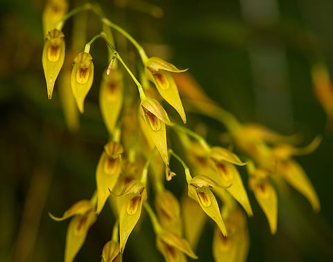Specklinia picta - flowers, Reserva Forestal Bosque de Yotoco, Colombia https://www.jungledragon.com/image/144959/barbosella_dolichorhiza_reserva_forestal_bosque_de_yotoco_colombia.html Colombia,Colombia 2022,Geotagged,Reserva Forestal Bosque de Yotoco,South America,Specklinia picta,Summer,World