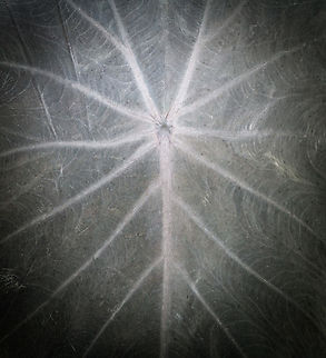 Colocasia antiquorum leaf closeup, Reserva Forestal Bosque de Yotoco, Colombia https://www.jungledragon.com/image/144922/eddoe_reserva_forestal_bosque_de_yotoco_colombia.html Colocasia antiquorum,Colombia,Colombia 2022,Eddoe,Geotagged,Reserva Forestal Bosque de Yotoco,South America,Summer,World