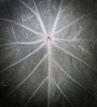 Colocasia antiquorum leaf closeup, Reserva Forestal Bosque de Yotoco, Colombia https://www.jungledragon.com/image/144922/eddoe_reserva_forestal_bosque_de_yotoco_colombia.html Colocasia antiquorum,Colombia,Colombia 2022,Eddoe,Geotagged,Reserva Forestal Bosque de Yotoco,South America,Summer,World