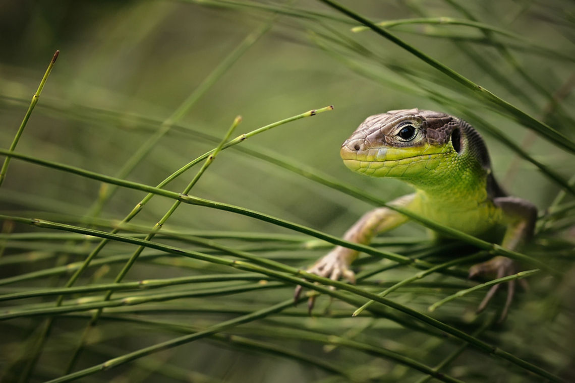 Curious lizard in the grass Uploaded with permission from @GillG Closeup,Lizard,Reptiles,Squamata