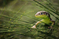 Curious lizard in the grass Uploaded with permission from @GillG Closeup,Lizard,Reptiles,Squamata