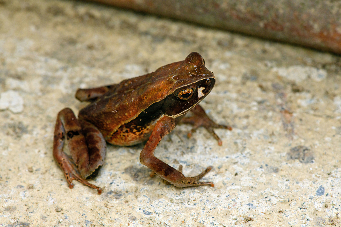 Rhaebo haematiticus, San Cipriano Reserve, Colombia Found at night in front of our lodge in San Cipriano. Known as the Leaf Litter Toad or Truando Toad. The white spot near its eye is not debris, it&#039;s a variably shaped pattern seen in many individuals. Colombia,Colombia 2022,Geotagged,Rhaebo haematiticus,San Cipriano Reserve,South America,Summer,World
