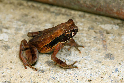 Rhaebo haematiticus, San Cipriano Reserve, Colombia Found at night in front of our lodge in San Cipriano. Known as the Leaf Litter Toad or Truando Toad. The white spot near its eye is not debris, it's a variably shaped pattern seen in many individuals. Colombia,Colombia 2022,Geotagged,Rhaebo haematiticus,San Cipriano Reserve,South America,Summer,World
