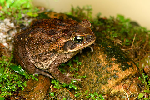 Rhinella horribilis, San Cipriano Reserve, Colombia Found at night in San Cipriano near a small stream. This species is huge, about the size of a human hand, and seems oblivious to being discovered.

Taxonomy note: These days, Rhinella horribilis is considered a separate species from Rhinella marina. It's quite possible that in our set of Rhinella marina photos, some (in hindsight) are Rhinella horribilis. Colombia,Colombia 2022,Geotagged,Rhinella horribilis,San Cipriano Reserve,South America,Summer,World