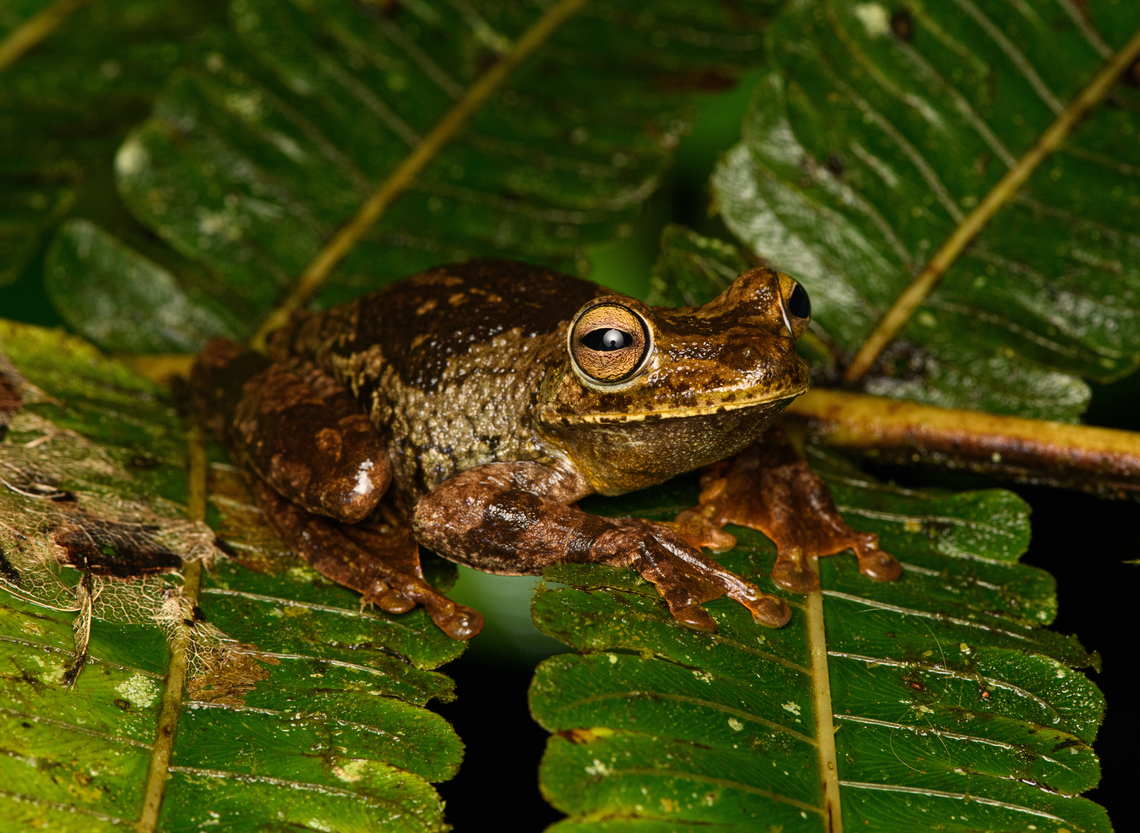 Boana rosenbergi, San Cipriano Reserve, Colombia I love this frog, it&#039;s so large, slimy and wet.<br />
<figure class="photo"><a href="https://www.jungledragon.com/image/145023/boana_rosenbergi_-_side_view_san_cipriano_reserve_colombia.html" title="Boana rosenbergi - side view, San Cipriano Reserve, Colombia"><img src="https://s3.amazonaws.com/media.jungledragon.com/images/2/145023_thumb.jpg?AWSAccessKeyId=05GMT0V3GWVNE7GGM1R2&Expires=1759968010&Signature=URKhp1e%2FQvPPebUkyYjKBQOembg%3D" width="200" height="134" alt="Boana rosenbergi - side view, San Cipriano Reserve, Colombia I love this frog, it&#039;s so large, slimy and wet.<br />
https://www.jungledragon.com/image/145021/boana_rosenbergi_san_cipriano_reserve_colombia.html<br />
https://www.jungledragon.com/image/145022/boana_rosenbergi_-_head_san_cipriano_reserve_colombia.html Boana rosenbergi,Colombia,Colombia 2022,Geotagged,Rosenberg&#039;s Gladiator Tree Frog,San Cipriano Reserve,South America,Summer,World" /></a></figure><br />
<figure class="photo"><a href="https://www.jungledragon.com/image/145022/boana_rosenbergi_-_head_san_cipriano_reserve_colombia.html" title="Boana rosenbergi - head, San Cipriano Reserve, Colombia"><img src="https://s3.amazonaws.com/media.jungledragon.com/images/2/145022_thumb.jpg?AWSAccessKeyId=05GMT0V3GWVNE7GGM1R2&Expires=1759968010&Signature=mWiFsy%2Btu8KKe7PJLdkRoBjVvvQ%3D" width="200" height="142" alt="Boana rosenbergi - head, San Cipriano Reserve, Colombia I love this frog, it&#039;s so large, slimy and wet.<br />
https://www.jungledragon.com/image/145021/boana_rosenbergi_san_cipriano_reserve_colombia.html<br />
https://www.jungledragon.com/image/145023/boana_rosenbergi_-_side_view_san_cipriano_reserve_colombia.html Boana rosenbergi,Colombia,Colombia 2022,Geotagged,Rosenberg&#039;s Gladiator Tree Frog,San Cipriano Reserve,South America,Summer,World" /></a></figure> Boana rosenbergi,Colombia,Colombia 2022,Geotagged,Rosenberg's Gladiator Tree Frog,San Cipriano Reserve,South America,Summer,World
