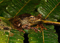Boana rosenbergi, San Cipriano Reserve, Colombia I love this frog, it's so large, slimy and wet.<br />
https://www.jungledragon.com/image/145023/boana_rosenbergi_-_side_view_san_cipriano_reserve_colombia.html<br />
https://www.jungledragon.com/image/145022/boana_rosenbergi_-_head_san_cipriano_reserve_colombia.html Boana rosenbergi,Colombia,Colombia 2022,Geotagged,Rosenberg's Gladiator Tree Frog,San Cipriano Reserve,South America,Summer,World