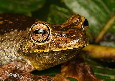 Boana rosenbergi - head, San Cipriano Reserve, Colombia I love this frog, it's so large, slimy and wet.
https://www.jungledragon.com/image/145021/boana_rosenbergi_san_cipriano_reserve_colombia.html
https://www.jungledragon.com/image/145023/boana_rosenbergi_-_side_view_san_cipriano_reserve_colombia.html Boana rosenbergi,Colombia,Colombia 2022,Geotagged,Rosenberg's Gladiator Tree Frog,San Cipriano Reserve,South America,Summer,World