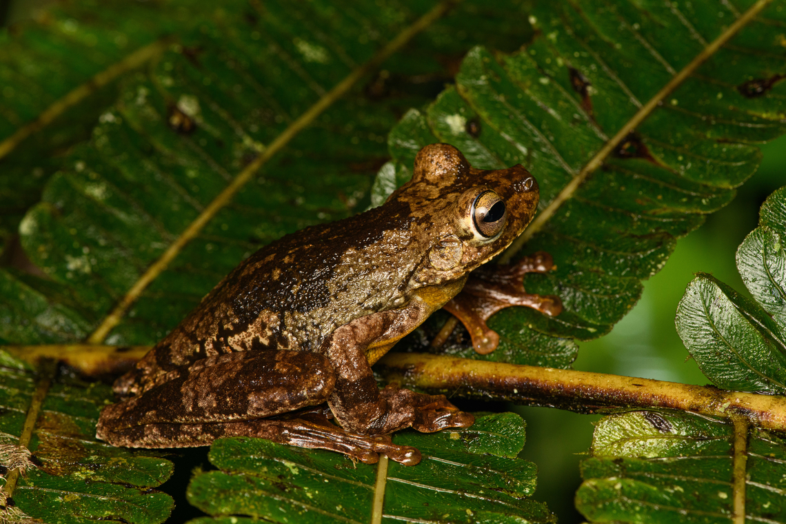 Boana rosenbergi - side view, San Cipriano Reserve, Colombia I love this frog, it&#039;s so large, slimy and wet.<br />
<figure class="photo"><a href="https://www.jungledragon.com/image/145021/boana_rosenbergi_san_cipriano_reserve_colombia.html" title="Boana rosenbergi, San Cipriano Reserve, Colombia"><img src="https://s3.amazonaws.com/media.jungledragon.com/images/2/145021_thumb.jpg?AWSAccessKeyId=05GMT0V3GWVNE7GGM1R2&Expires=1767225610&Signature=czNGI0r%2Ft1aRLRKa%2BjSZMToV%2Ftk%3D" width="200" height="148" alt="Boana rosenbergi, San Cipriano Reserve, Colombia I love this frog, it&#039;s so large, slimy and wet.<br />
https://www.jungledragon.com/image/145023/boana_rosenbergi_-_side_view_san_cipriano_reserve_colombia.html<br />
https://www.jungledragon.com/image/145022/boana_rosenbergi_-_head_san_cipriano_reserve_colombia.html Boana rosenbergi,Colombia,Colombia 2022,Geotagged,Rosenberg&#039;s Gladiator Tree Frog,San Cipriano Reserve,South America,Summer,World" /></a></figure><br />
<figure class="photo"><a href="https://www.jungledragon.com/image/145022/boana_rosenbergi_-_head_san_cipriano_reserve_colombia.html" title="Boana rosenbergi - head, San Cipriano Reserve, Colombia"><img src="https://s3.amazonaws.com/media.jungledragon.com/images/2/145022_thumb.jpg?AWSAccessKeyId=05GMT0V3GWVNE7GGM1R2&Expires=1767225610&Signature=NNkLDaTiRI3HoYiL8jQS9VmWomc%3D" width="200" height="142" alt="Boana rosenbergi - head, San Cipriano Reserve, Colombia I love this frog, it&#039;s so large, slimy and wet.<br />
https://www.jungledragon.com/image/145021/boana_rosenbergi_san_cipriano_reserve_colombia.html<br />
https://www.jungledragon.com/image/145023/boana_rosenbergi_-_side_view_san_cipriano_reserve_colombia.html Boana rosenbergi,Colombia,Colombia 2022,Geotagged,Rosenberg&#039;s Gladiator Tree Frog,San Cipriano Reserve,South America,Summer,World" /></a></figure> Boana rosenbergi,Colombia,Colombia 2022,Geotagged,Rosenberg's Gladiator Tree Frog,San Cipriano Reserve,South America,Summer,World