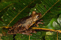 Boana rosenbergi - side view, San Cipriano Reserve, Colombia I love this frog, it's so large, slimy and wet.<br />
https://www.jungledragon.com/image/145021/boana_rosenbergi_san_cipriano_reserve_colombia.html<br />
https://www.jungledragon.com/image/145022/boana_rosenbergi_-_head_san_cipriano_reserve_colombia.html Boana rosenbergi,Colombia,Colombia 2022,Geotagged,Rosenberg's Gladiator Tree Frog,San Cipriano Reserve,South America,Summer,World