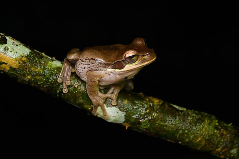 Smilisca phaeota, San Cipriano Reserve, Colombia Possibly a juvenile. Colombia,Colombia 2022,Geotagged,Masked Tree Frog,Mosquito Coast Tree Frog,San Cipriano Reserve,Smilisca phaeota,South America,Summer,World