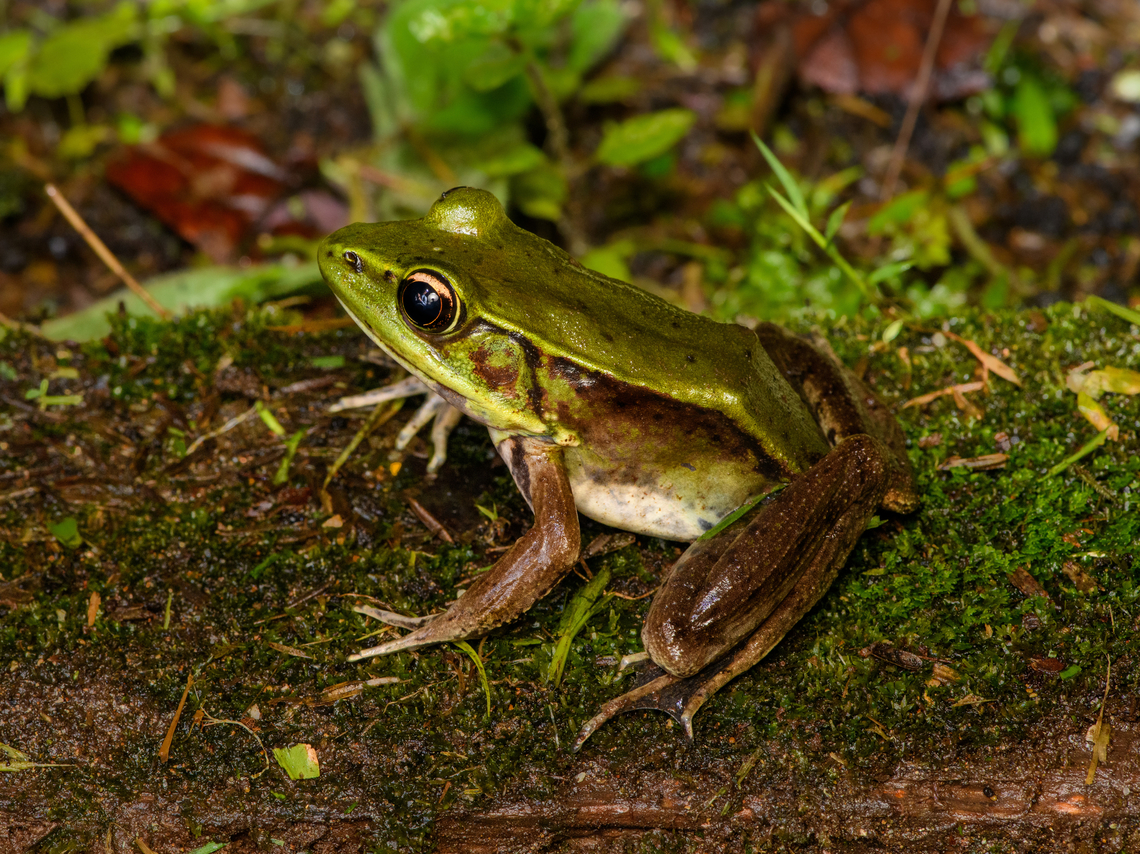 Lithobates vaillanti, San Cipriano Reserve, Colombia Vaillant&#039;s Frog but also known as Common Marsh-Frog. Colombia,Colombia 2022,Geotagged,Lithobates vaillanti,San Cipriano Reserve,South America,Summer,Vaillants frog,World