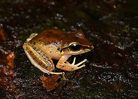 Craugastor fitzingeri, San Cipriano Reserve, Colombia Fitzinger's Robber Frog.<br />
https://www.jungledragon.com/image/145274/craugastor_fitzingeri_-_perched_san_cipriano_reserve_colombia.html Colombia,Colombia 2022,Craugastor fitzingeri,Fitzingers Robber Frog,Geotagged,San Cipriano Reserve,South America,Summer,World