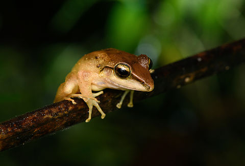 Craugastor fitzingeri - perched, San Cipriano Reserve, Colombia https://www.jungledragon.com/image/145073/craugastor_fitzingeri_san_cipriano_reserve_colombia.html Colombia,Colombia 2022,Craugastor fitzingeri,Fitzinger's Robber Frog,Geotagged,San Cipriano Reserve,South America,Summer,World