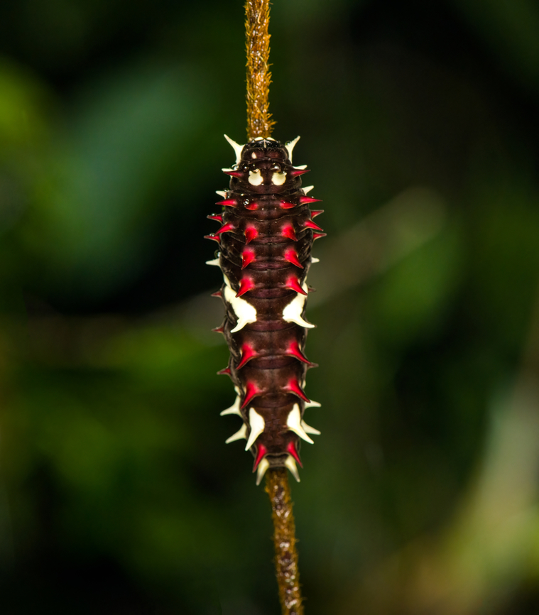 Parides anchises Caterpillar, San Cipriano Reserve, Colombia  Anchises cattleheart,Colombia,Colombia 2022,Geotagged,Parides anchises,San Cipriano Reserve,South America,Summer,World