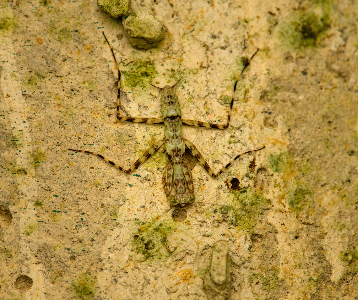 Lichen mantis, San Cipriano Reserve, Colombia Liturgusa sp. Colombia,Colombia 2022,Geotagged,San Cipriano Reserve,South America,Summer,World