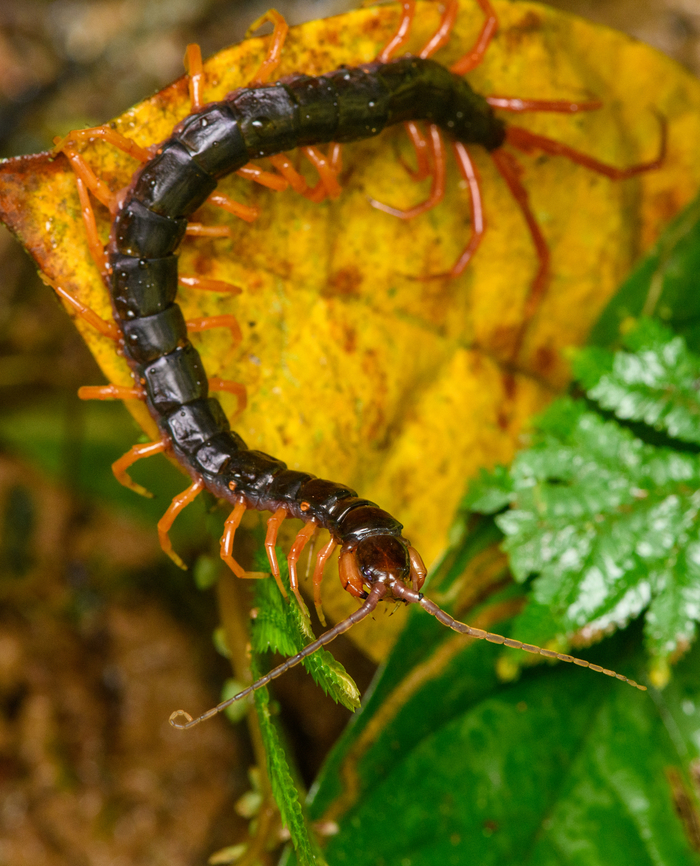 Tropical Centipede, San Cipriano Reserve, Colombia Order Scolopendromorpha. On the closeup shot, note the clustering of simple eyes (ocelli) on the side of the head, which is an indicator of Scolopendromorpha. These nightly hunters have very poor vision and rely on their antennae.<br />
<figure class="photo"><a href="https://www.jungledragon.com/image/145278/tropical_centipede_-_closeup_san_cipriano_reserve_colombia.html" title="Tropical Centipede - closeup, San Cipriano Reserve, Colombia"><img src="https://s3.amazonaws.com/media.jungledragon.com/images/2/145278_thumb.jpg?AWSAccessKeyId=05GMT0V3GWVNE7GGM1R2&Expires=1761782410&Signature=bDCgTIANJsXIrS3ld7V0W77Uvm0%3D" width="200" height="170" alt="Tropical Centipede - closeup, San Cipriano Reserve, Colombia Order Scolopendromorpha. On the closeup shot, note the clustering of simple eyes (ocelli) on the side of the head, which is an indicator of Scolopendromorpha. These nightly hunters have very poor vision and rely on their antennae.<br />
https://www.jungledragon.com/image/145277/tropical_centipede_san_cipriano_reserve_colombia.html Colombia,Colombia 2022,Geotagged,San Cipriano Reserve,South America,Summer,World" /></a></figure> Colombia,Colombia 2022,Geotagged,San Cipriano Reserve,South America,Summer,World