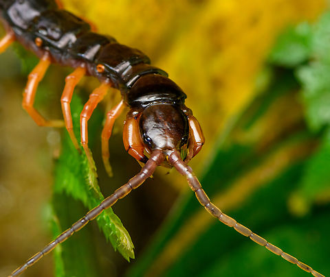 Tropical Centipede - closeup, San Cipriano Reserve, Colombia Order Scolopendromorpha. On the closeup shot, note the clustering of simple eyes (ocelli) on the side of the head, which is an indicator of Scolopendromorpha. These nightly hunters have very poor vision and rely on their antennae.
https://www.jungledragon.com/image/145277/tropical_centipede_san_cipriano_reserve_colombia.html Colombia,Colombia 2022,Geotagged,San Cipriano Reserve,South America,Summer,World