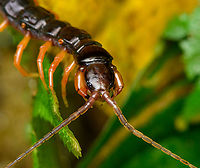 Tropical Centipede - closeup, San Cipriano Reserve, Colombia Order Scolopendromorpha. On the closeup shot, note the clustering of simple eyes (ocelli) on the side of the head, which is an indicator of Scolopendromorpha. These nightly hunters have very poor vision and rely on their antennae.<br />
https://www.jungledragon.com/image/145277/tropical_centipede_san_cipriano_reserve_colombia.html Colombia,Colombia 2022,Geotagged,San Cipriano Reserve,South America,Summer,World