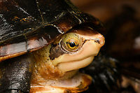 White-lipped mud turtle - head, San Cipriano Reserve, Colombia Found at night in the streaming rain, which is pretty much the default weaither in San Cipriano.<br />
https://www.jungledragon.com/image/145280/white-lipped_mud_turtle_san_cipriano_reserve_colombia.html Colombia,Colombia 2022,Geotagged,Kinosternon leucostomum,San Cipriano Reserve,South America,Summer,White-lipped mud turtle,World