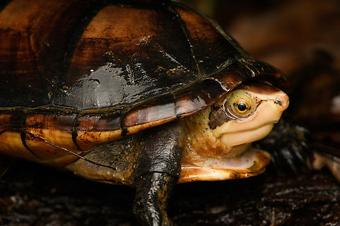 White-lipped mud turtle, San Cipriano Reserve, Colombia Found at night in the streaming rain, which is pretty much the default weaither in San Cipriano.
https://www.jungledragon.com/image/145279/white-lipped_mud_turtle_-_head_san_cipriano_reserve_colombia.html Colombia,Colombia 2022,Geotagged,Kinosternon leucostomum,San Cipriano Reserve,South America,Summer,White-lipped mud turtle,World