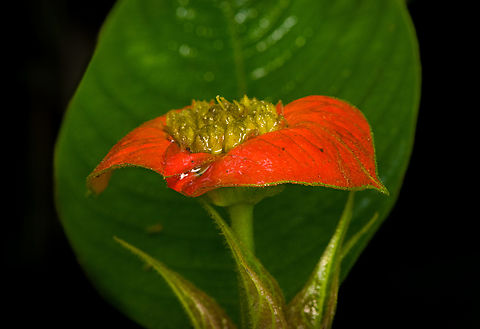 Sore-mouth Bush, San Cipriano Reserve, Colombia  Colombia,Colombia 2022,Geotagged,Palicourea tomentosa,San Cipriano Reserve,Sore-mouth Bush,South America,Summer,World