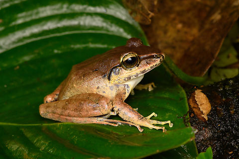 Craugastor fitzingeri - full body, San Cipriano Reserve, Colombia  Colombia,Colombia 2022,Craugastor fitzingeri,Fitzinger's Robber Frog,Geotagged,San Cipriano Reserve,South America,Summer,World