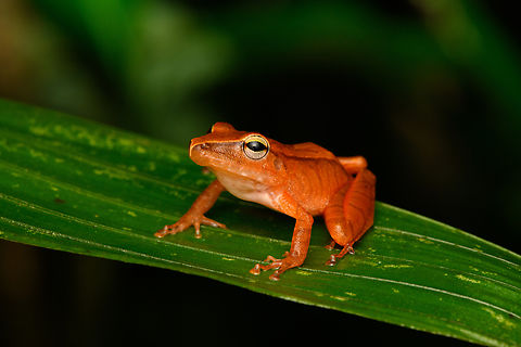Pristimantis achatinus - on leaf, San Cipriano Reserve, Colombia A very variable species, where this individual is unusually colorful.
https://www.jungledragon.com/image/145291/pristimantis_achatinus_san_cipriano_reserve_colombia.html
https://www.jungledragon.com/image/145290/pristimantis_achatinus_-_head_san_cipriano_reserve_colombia.html Cachabi robber frog,Colombia,Colombia 2022,Geotagged,Pristimantis achatinus,San Cipriano Reserve,South America,Summer,World