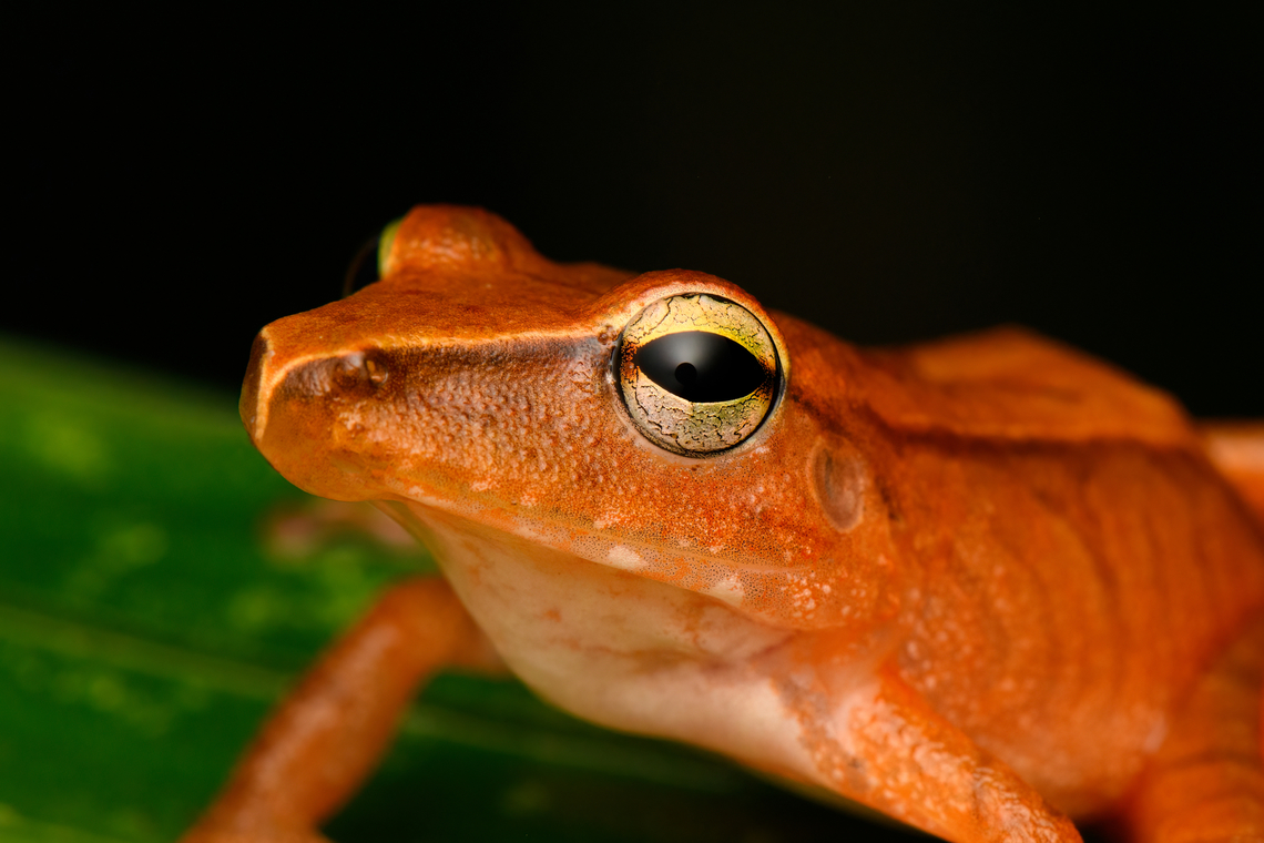 Pristimantis achatinus - head, San Cipriano Reserve, Colombia A very variable species, where this individual is unusually colorful.<br />
<figure class="photo"><a href="https://www.jungledragon.com/image/145291/pristimantis_achatinus_san_cipriano_reserve_colombia.html" title="Pristimantis achatinus, San Cipriano Reserve, Colombia"><img src="https://s3.amazonaws.com/media.jungledragon.com/images/2/145291_thumb.jpg?AWSAccessKeyId=05GMT0V3GWVNE7GGM1R2&Expires=1759968010&Signature=07GePFbcriB4y0tInG8ZxFv7n2A%3D" width="200" height="134" alt="Pristimantis achatinus, San Cipriano Reserve, Colombia A very variable species, where this individual is unusually colorful.<br />
https://www.jungledragon.com/image/145286/pristimantis_achatinus_-_on_leaf_san_cipriano_reserve_colombia.html<br />
https://www.jungledragon.com/image/145290/pristimantis_achatinus_-_head_san_cipriano_reserve_colombia.html Cachabi robber frog,Colombia,Colombia 2022,Geotagged,Pristimantis achatinus,San Cipriano Reserve,South America,Summer,World" /></a></figure><br />
<figure class="photo"><a href="https://www.jungledragon.com/image/145286/pristimantis_achatinus_-_on_leaf_san_cipriano_reserve_colombia.html" title="Pristimantis achatinus - on leaf, San Cipriano Reserve, Colombia"><img src="https://s3.amazonaws.com/media.jungledragon.com/images/2/145286_thumb.jpg?AWSAccessKeyId=05GMT0V3GWVNE7GGM1R2&Expires=1759968010&Signature=L41UMSY%2FLfkP6sckYPM5lqOIcNw%3D" width="200" height="134" alt="Pristimantis achatinus - on leaf, San Cipriano Reserve, Colombia A very variable species, where this individual is unusually colorful.<br />
https://www.jungledragon.com/image/145291/pristimantis_achatinus_san_cipriano_reserve_colombia.html<br />
https://www.jungledragon.com/image/145290/pristimantis_achatinus_-_head_san_cipriano_reserve_colombia.html Cachabi robber frog,Colombia,Colombia 2022,Geotagged,Pristimantis achatinus,San Cipriano Reserve,South America,Summer,World" /></a></figure> Cachabi robber frog,Colombia,Colombia 2022,Geotagged,Pristimantis achatinus,San Cipriano Reserve,South America,Summer,World